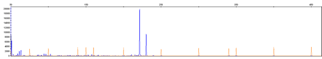 Fragment Analysis Chromatogram Image